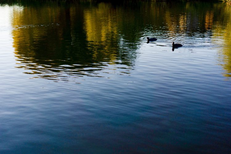Reflection Ducks on a Pond, Arizona © 2019 ericarobbin.com | All rights reserved.