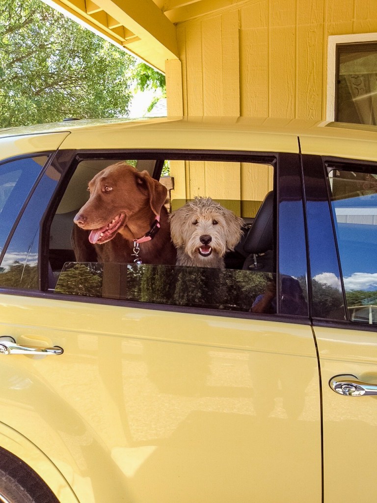 Chocolate Labrador retriever and white Maltese mix dog in back seat, heads sticking out of yellow PT cruiser car.